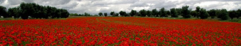 Homöpathie nach Dr. Samuel Hahnemann